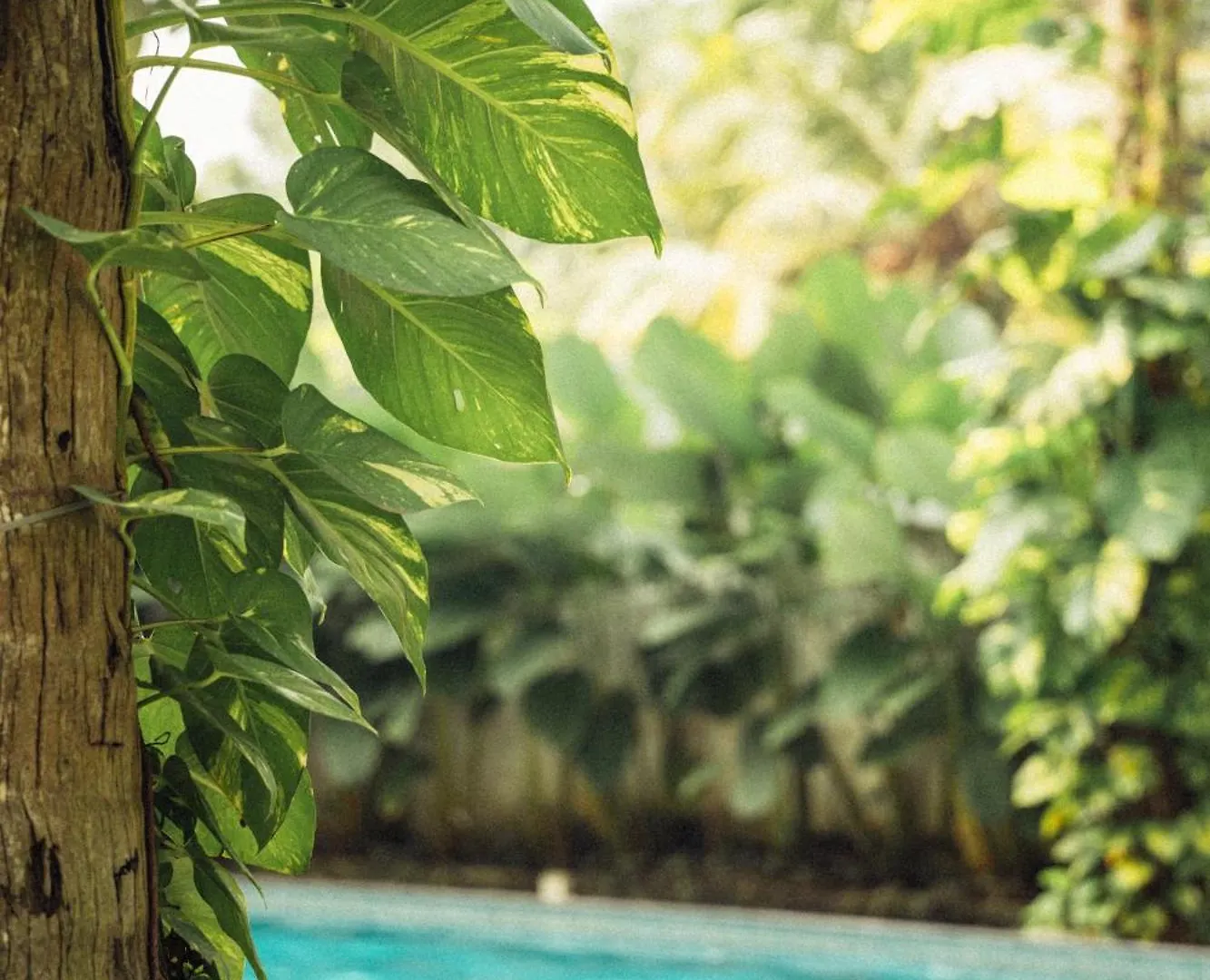 ****  Paddle Cult Surf & Yoga Hotel Varkala India